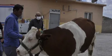“Biz Bize Yeteriz” kampanyasına ineğini bağışladı