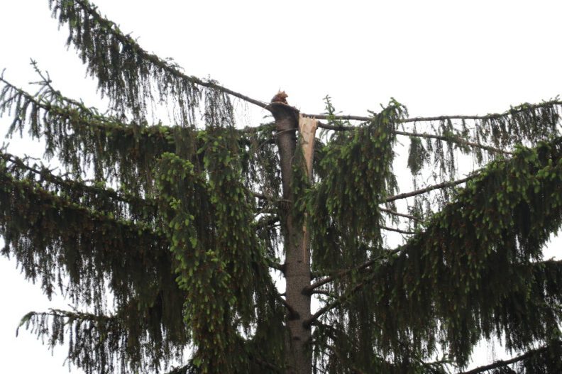 15 metrelik ağaç şiddetli rüzgara dayanamadı