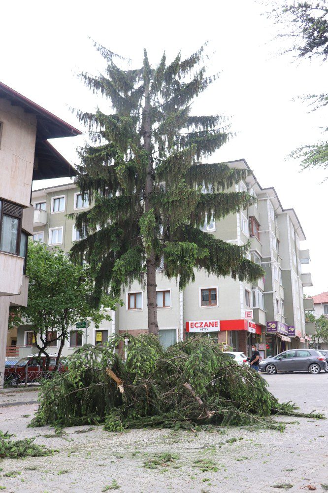 15 metrelik ağaç şiddetli rüzgara dayanamadı