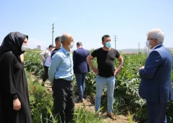 Bursa’da enginar tarlada kalmayacak