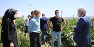 Bursa’da enginar tarlada kalmayacak