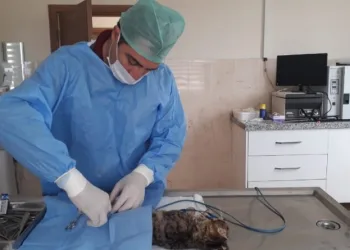 Bursa’da kazazede kedi̇ ameli̇yat edi̇ldi̇