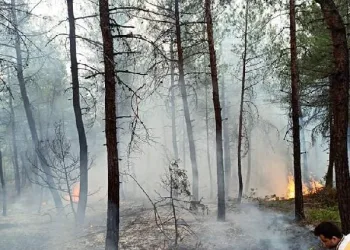 Bursa’da orman yangını: 1 hektarlık ala zarar gördü