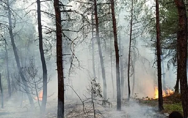 Bursa’da orman yangını: 1 hektarlık ala zarar gördü