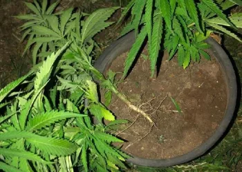 Çiçek saksısına kenevir bitkisi eken şüpheli gözaltına alındı