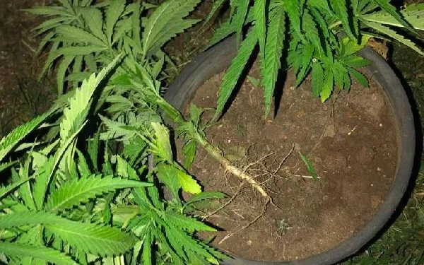 Çiçek saksısına kenevir bitkisi eken şüpheli gözaltına alındı