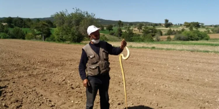 Yakaladığı 1,5 metrelik yılanla oynadı