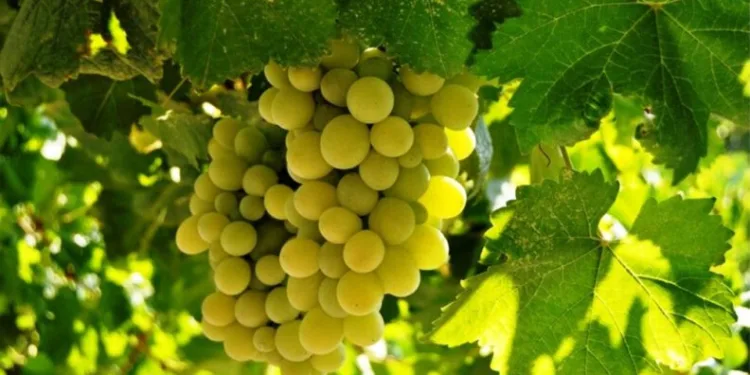 Delice Beyazı’ndan 50 bi̇n adet üreti̇ldi̇