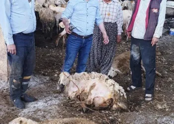 Çobanların Koyun Kırkım Mesai̇si̇ Başladı
