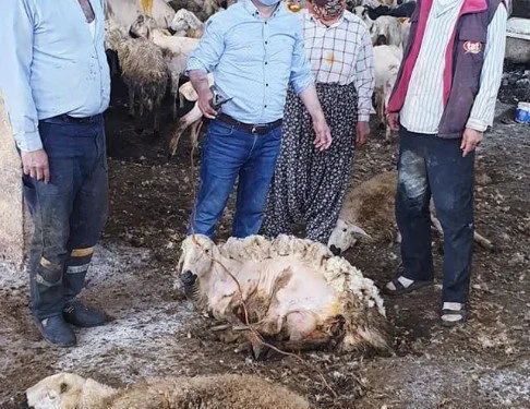 Çobanların Koyun Kırkım Mesai̇si̇ Başladı