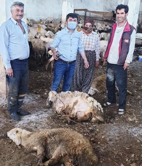 Çobanların Koyun Kırkım Mesai̇si̇ Başladı