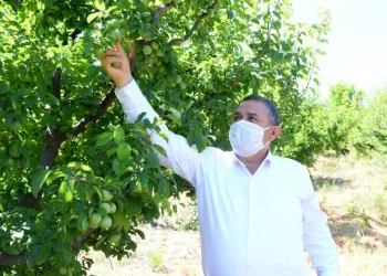 Coğrafi işaret bekleyen Gezende eriğinin kilosu, dalında 9 lira