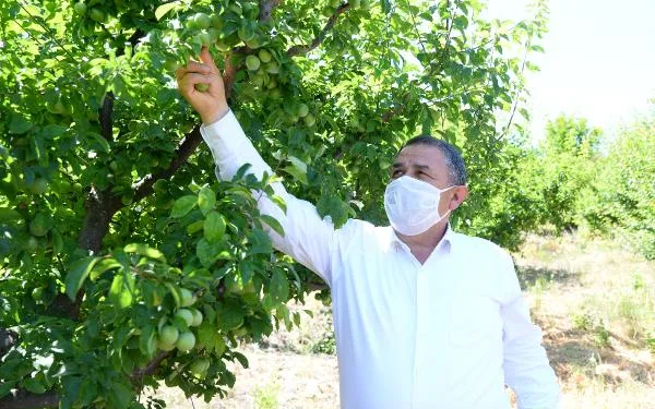 Coğrafi işaret bekleyen Gezende eriğinin kilosu, dalında 9 lira