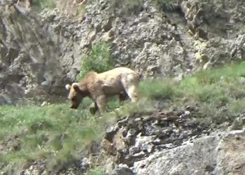 Çoruh Nehri’ne inen boz ayılar görüntülendi