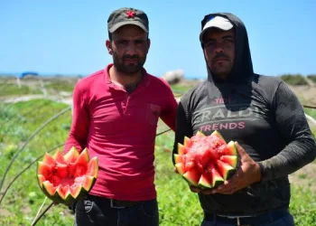 Çukurova’nın sarı sıcağında karpuz hasadı