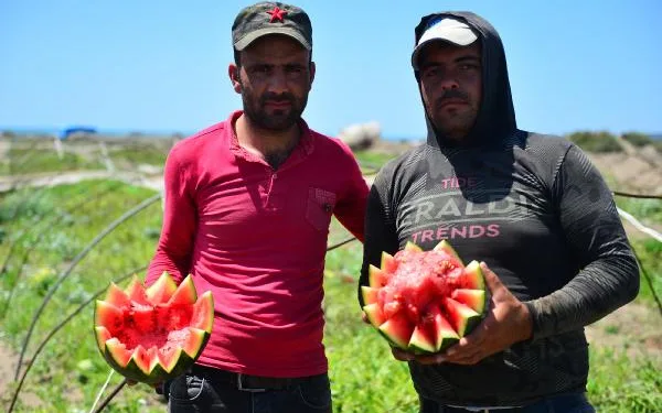 Çukurova’nın sarı sıcağında karpuz hasadı