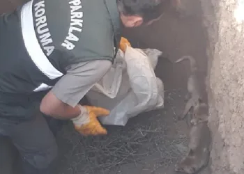 Definecilerin kazdığı çukura düşen yavru tilkiler kurtarıldı