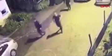 Artvin’de polis ekipleri şehre inen ayıyı kovaladı
