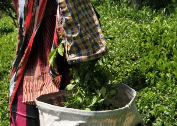 Doğu Karadeniz’de yaş çay sezonu ‘korona tedbirleri’ ile başlıyor