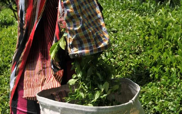 Doğu Karadeniz’de yaş çay sezonu ‘korona tedbirleri’ ile başlıyor