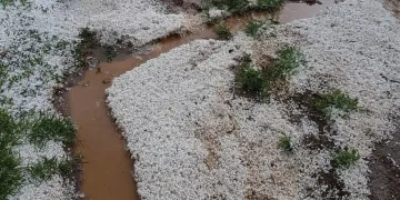 Dolu ekinlere büyük zarar verdi
