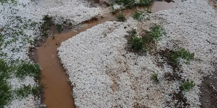 Dolu ekinlere büyük zarar verdi