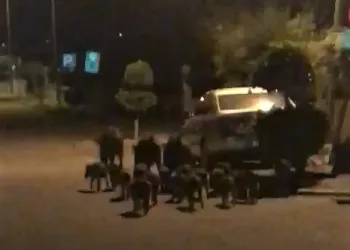 Domuzlar Kedi̇leri̇n Mamalarına Göz Di̇kti̇