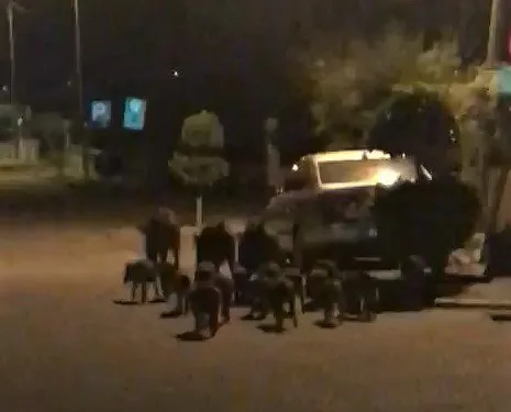Domuzlar Kedi̇leri̇n Mamalarına Göz Di̇kti̇