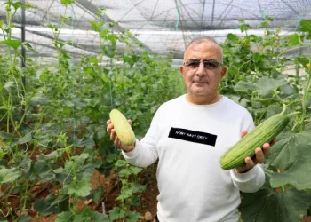 Dünyanın ilk hibrit acuru rafa çıkmak için gün sayıyor