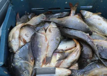 Elazığ’da kaçak avlanan 1 ton 400 kilo yavru sazan ele geçirildi
