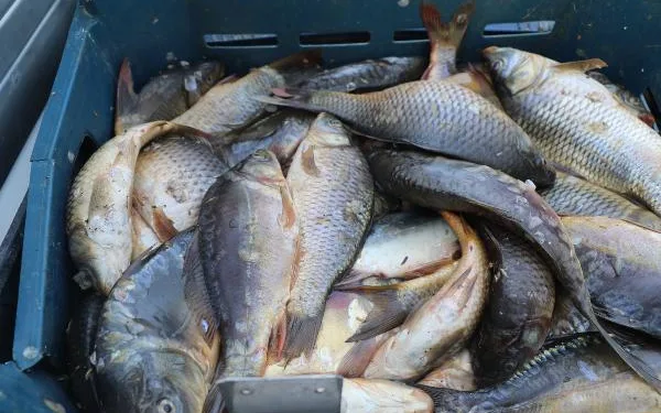 Elazığ’da kaçak avlanan 1 ton 400 kilo yavru sazan ele geçirildi