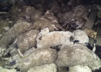 Aç kalan kurt sürüsü 120 koyunu telef etti