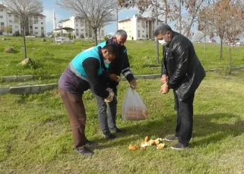 Erci̇ş Beledi̇yesi̇nden Sokak Hayvanlarına Yem Desteği̇