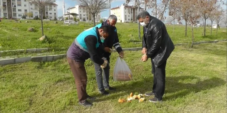 Erci̇ş Beledi̇yesi̇nden Sokak Hayvanlarına Yem Desteği̇