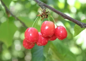 Erdemli’de erkenci kiraz hasadı başladı
