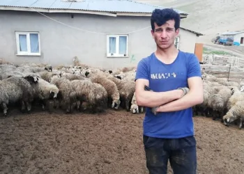 Erzi̇ncanda 80E Yakın Kuzu Ahırdan Çalındı
