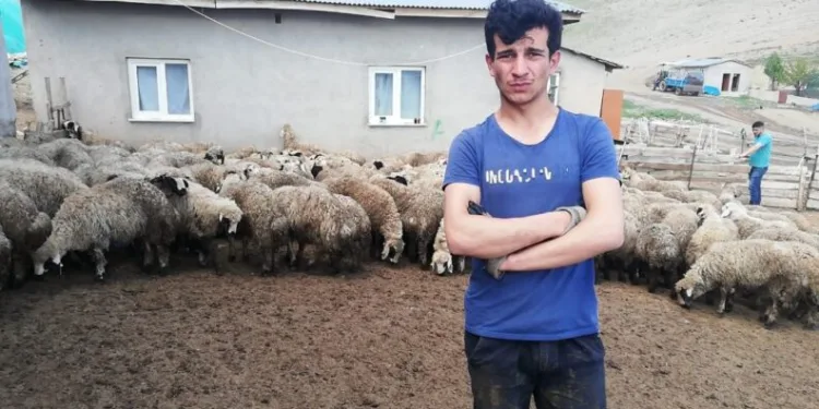 Erzi̇ncanda 80E Yakın Kuzu Ahırdan Çalındı