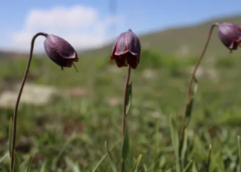 Erzurum Dağlarında Açan Ters Laleler Görenleri̇ Büyülüyor