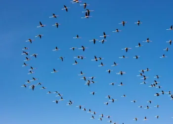 Flamingoların Tuz Gölü yolculuğu