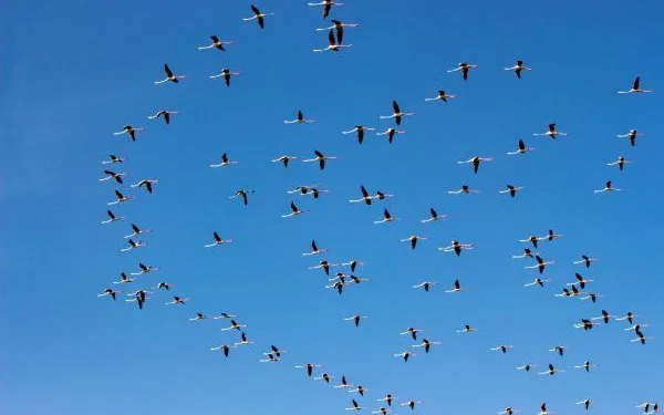 Flamingoların Tuz Gölü yolculuğu