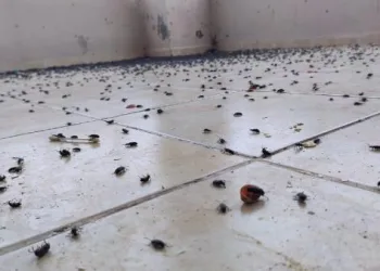 Gercüş’te evin balkonunu kara böcekler bastı