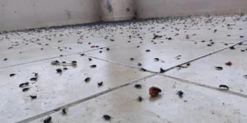 Gercüş’te evin balkonunu kara böcekler bastı