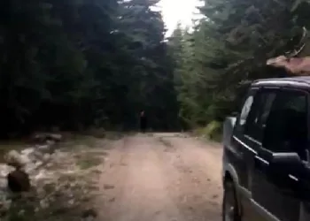 Geyik aniden yola atladı, o anlar kameraya yansıdı