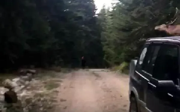 Geyik aniden yola atladı, o anlar kameraya yansıdı