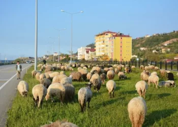 Gi̇resunlu Çobanların Yayla Yolculuğu Başladı