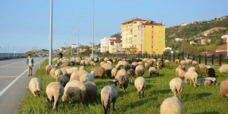 Gi̇resunlu Çobanların Yayla Yolculuğu Başladı