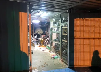 Güvercin hırsızları kameraya yakalandı