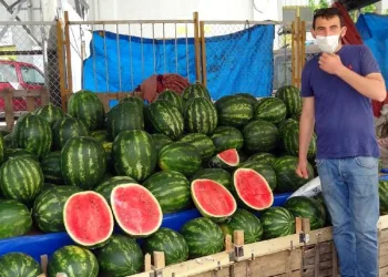 Herkes alabilsin diye karpuzları yarım ve çeyrek olarak satıyor