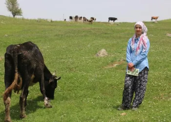 İnek otlatırken EBA’da derse katılan Ayşenur: Her koşulda ders çalışmayı seviyorum