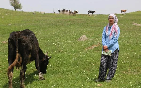 İnek otlatırken EBA’da derse katılan Ayşenur: Her koşulda ders çalışmayı seviyorum